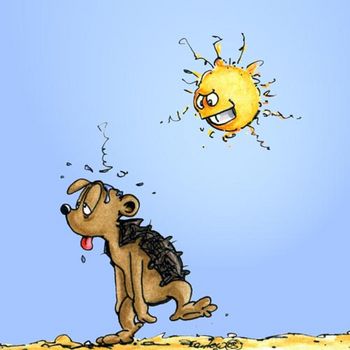 Sommer Sonne Sonnenschein