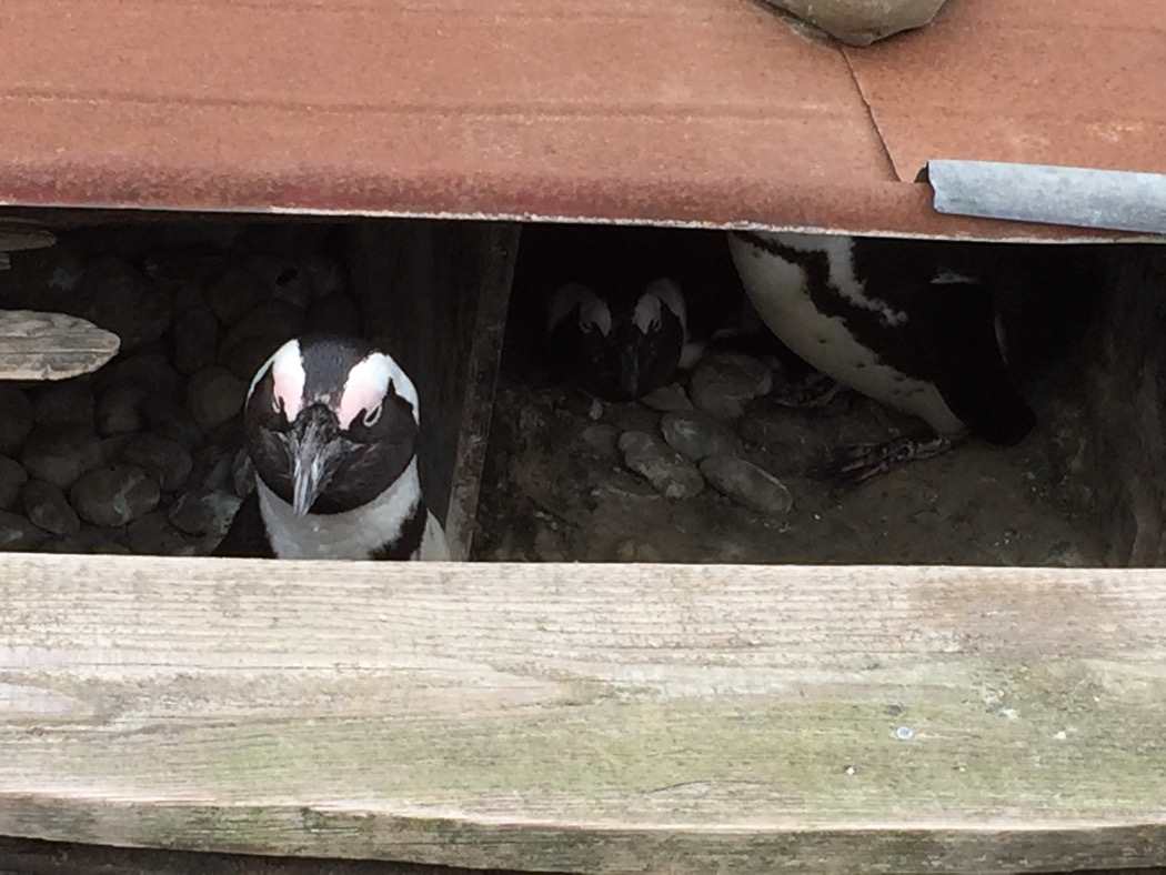 Betriebsausflug in den Zoo Hannover