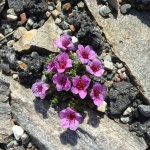 hier gibt es auch Blumen :)
