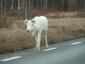 Albino-Rentier