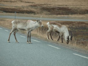 auch in Norwegen gibt es Rentiere ;)
