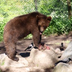 Braunbär im Tierpark im Skansen in Stockholm