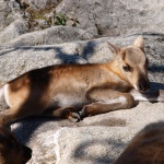 Rentier-Junges im Tierpark im Skansen in Stockholm