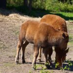 nordamerikanische Bisons im Smålandet Markaryds Älgsafari