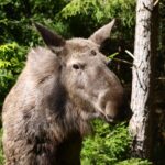 Smålandet Markaryds Älgsafari