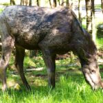 Smålandet Markaryds Älgsafari