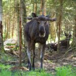 Smålandet Markaryds Älgsafari