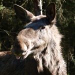 Smålandet Markaryds Älgsafari